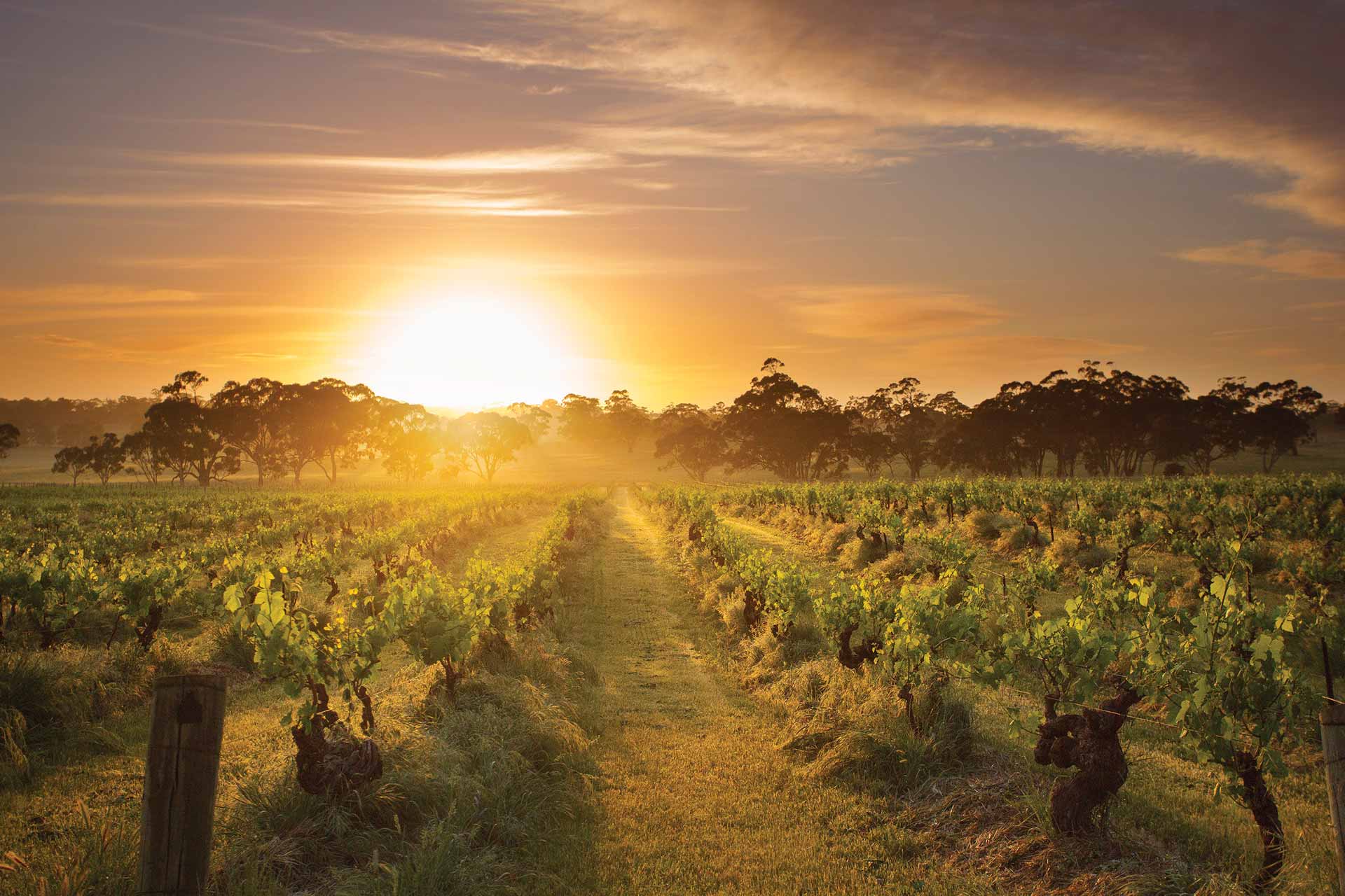 Henschke - Mount Edelstone Vineyard, Barossa Valley, South Australia / Photo: Dragan Radocaj